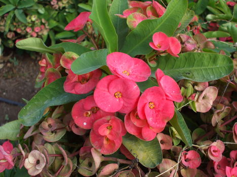 Euphorbia