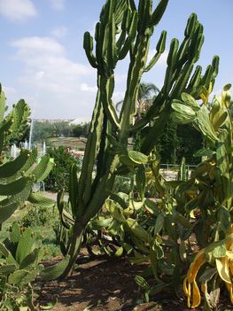 Euphorbia és Opuntiák