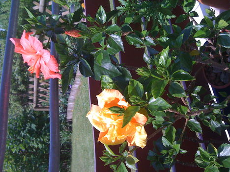 Hibiscus