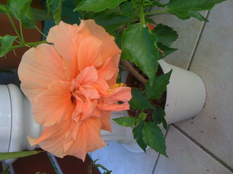 Hibiscus 6