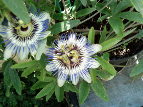 Kék golgota virág