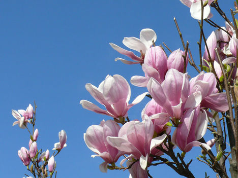 Liliomfa (Magnolia soulangeana)