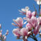 Liliomfa (Magnolia soulangeana)