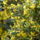 Mahonia_viraga_406803_38662_t