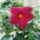 Mandevilla_viraga_kozelrol_460957_46260_t