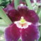 Miltonia