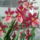 Orchidea-001_460955_31010_t