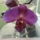 Orchidea-003_460965_26504_t