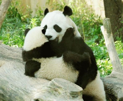 Panda szeretet