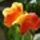 Ramada_flower_46491_364245_t