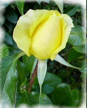 sárga rózsa
