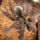 Theraphosa_blondi_03_406571_98134_t