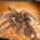 Theraphosa_blondi_05_406569_42013_t