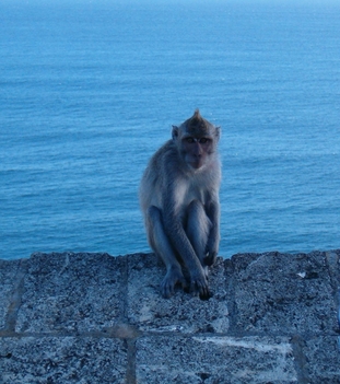 uluwatu_monkey