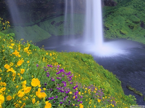 Vadvirágok_a_Seljalandsfos-vízesés_mellett-Izland