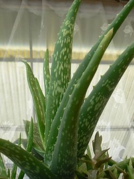 aloe