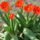 Tulipan_473297_48071_t