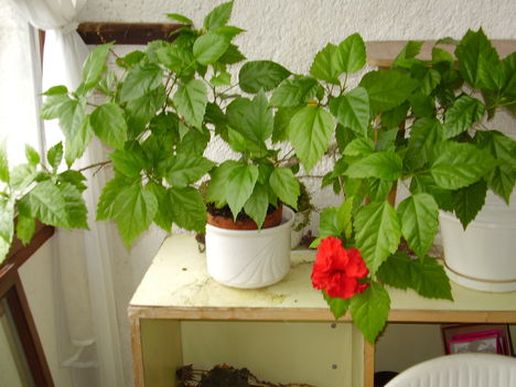 Hibiszkusz