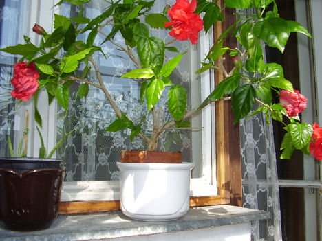 Hibiszkusz 1.