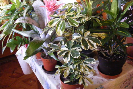 Sugárarália a szobanövényeim egyrészével