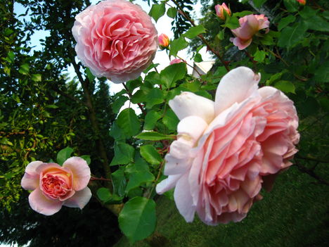 angol rózsa