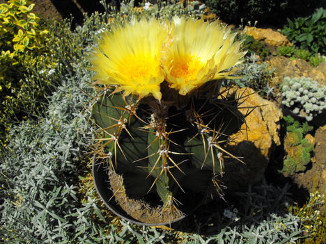 egy nagy virágos kaktusz