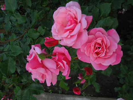 egy rózsaszál  szebben.............