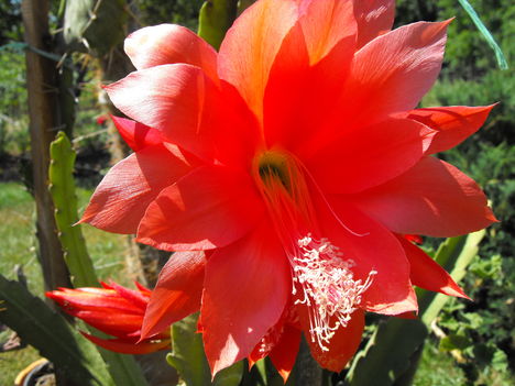 kaktusz és virágja