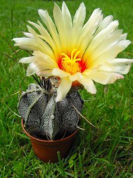 kaktusz virágja