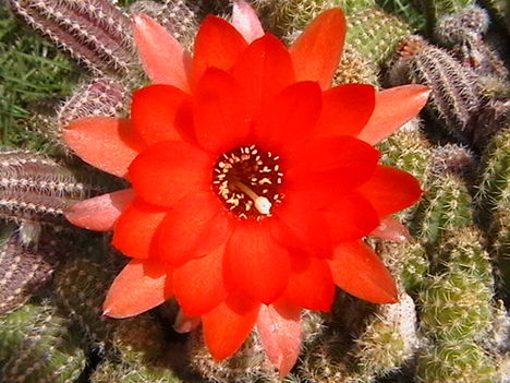 kukac kaktusz virág