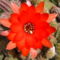kukac kaktusz virág