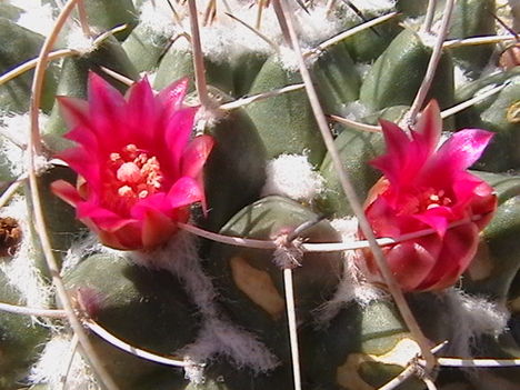 lila virágu kaktusz