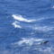 Palackorrú delfin a Gibraltári szorosban
