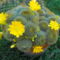 sárga virágu kaktusz