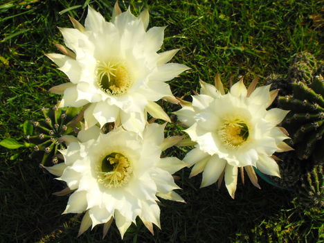 tripla virágok a kaktuszon