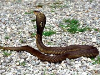 Kígyók 16