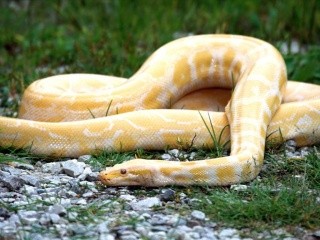 Kígyók 18