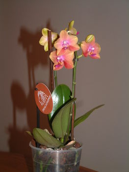 Orchidea 20090207
