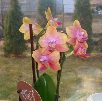Orchidea 20090315