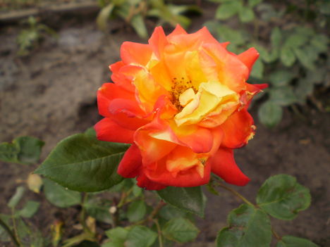 rózsa