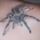 Spider_tattoo_477979_53378_t