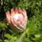 Királyi Protea, Dél-Afrika