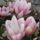 Magnolia__viraga_kozelrol_479344_61399_t