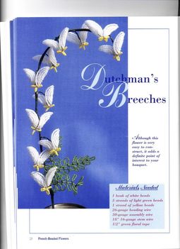 028-dutchmans breeches