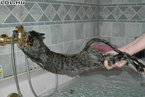Macska nem akar fürödni