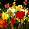 Tavaszi_virágok