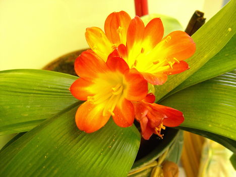 Clivia2