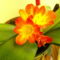 Clivia2