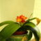 Clivia