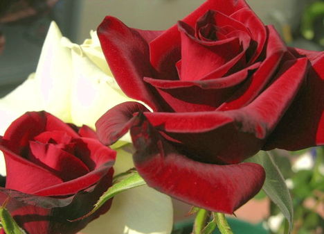 Rózsa az Örök virág 10